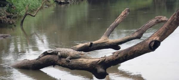 研究人员表示,这种动物“异常敏捷”,能爬到树上高达5米处