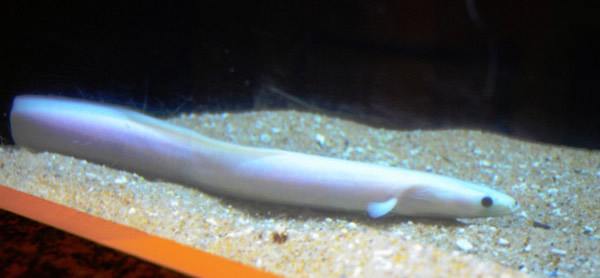 日本发现稀有的白鳗鱼