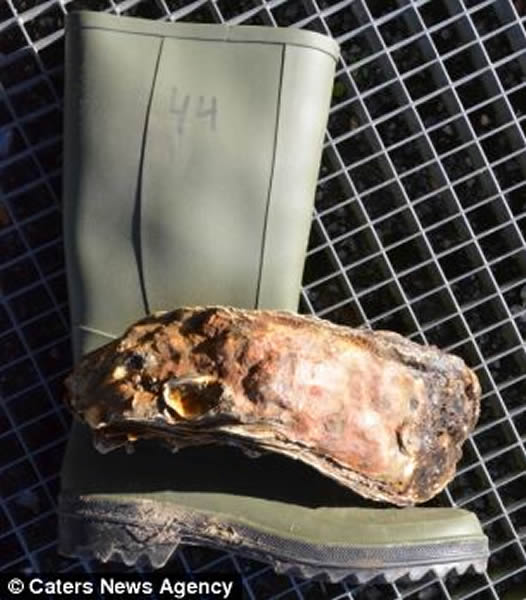 �������������������