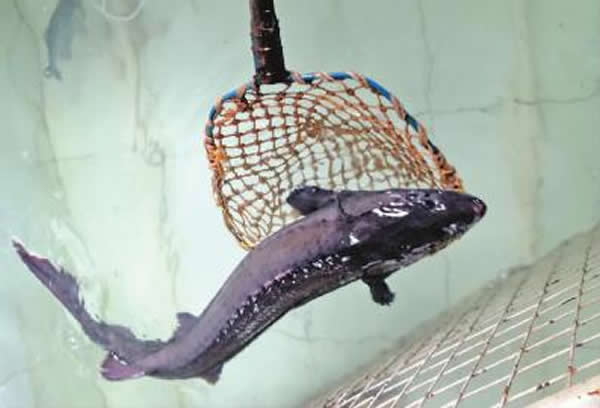 松花江支流网到一条史氏鲟