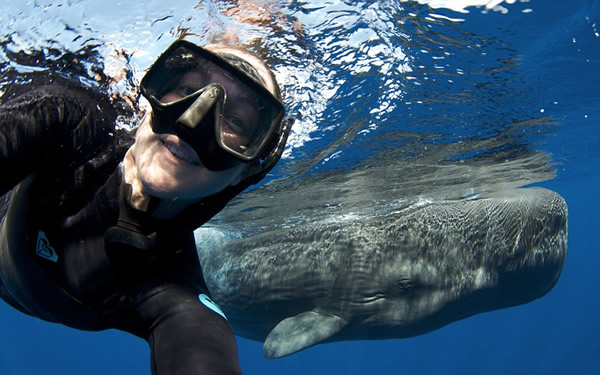 潜水员在加勒比海的多米尼加与巨头鲸“玩自拍”