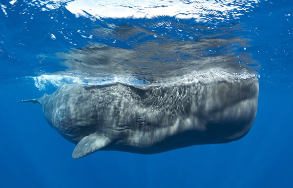 阿曼达说,这些巨头鲸不会伤害人,而是会对人相当好奇。