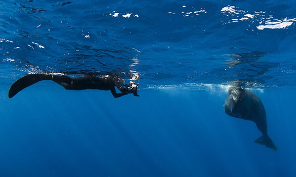阿曼达说自己潜水时看到了这头巨头鲸,于是忍不住想要和它一起拍照。
