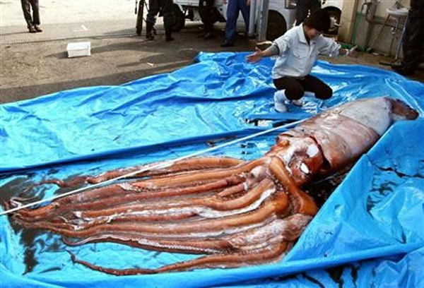 日本兵库县新温泉町的渔民2月25日捕获大王乌贼