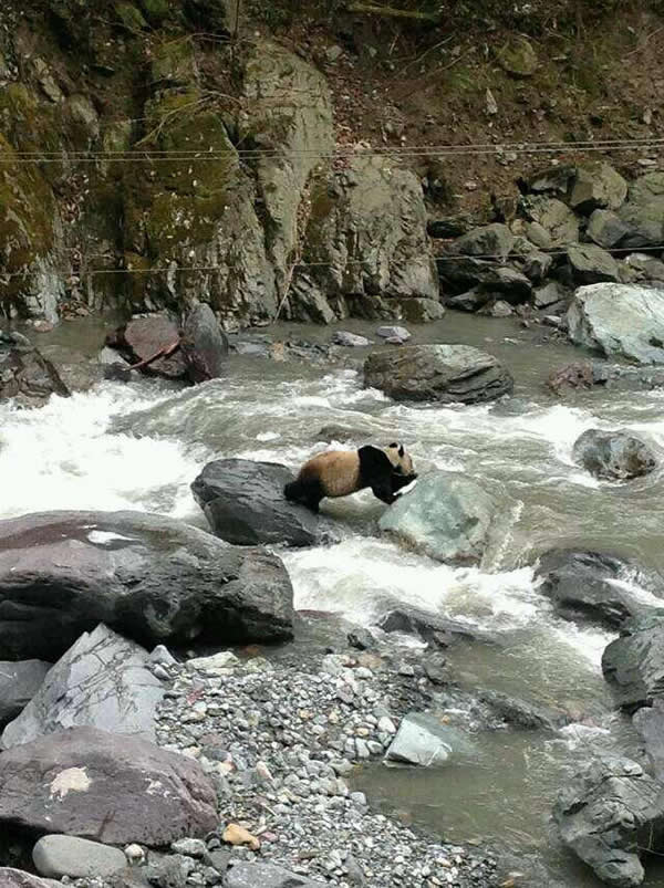 �����ں�ˮ����Ȼ�������ĵ�Ұ������è