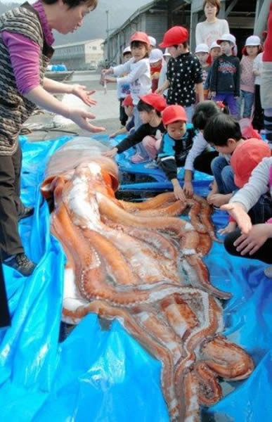 日本一渔民25日在300米外海域捕海螺时,意外抓到1条4米多长的“大王乌贼”。