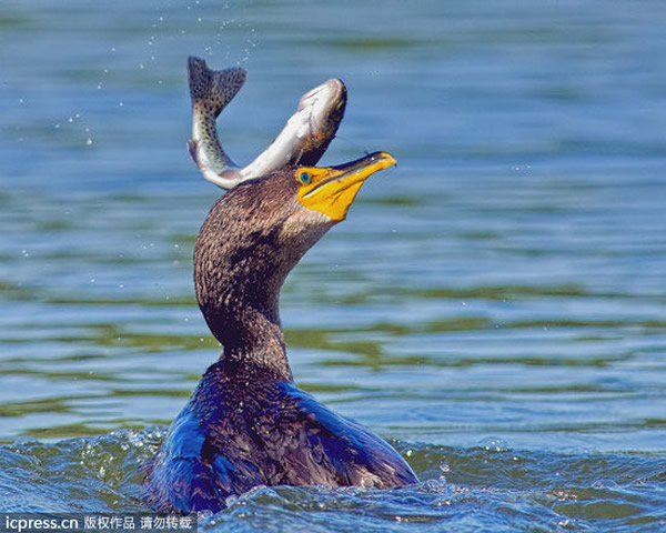 美国一只鸬鹚捕食鳟鱼