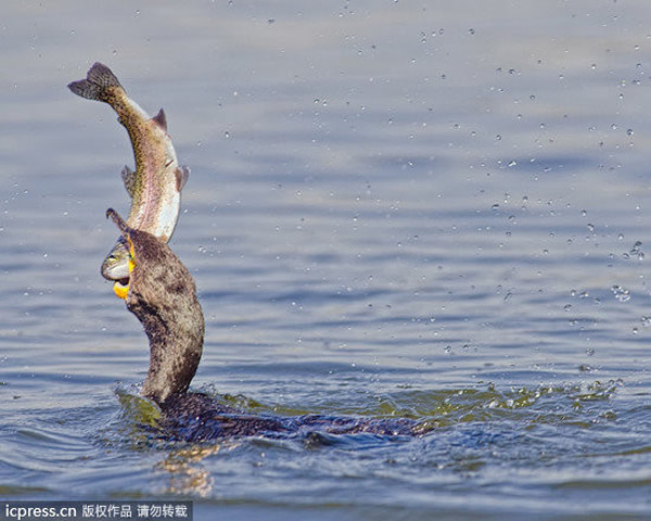 美国一只鸬鹚捕食鳟鱼