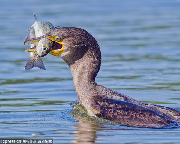 美国一只鸬鹚捕食鳟鱼