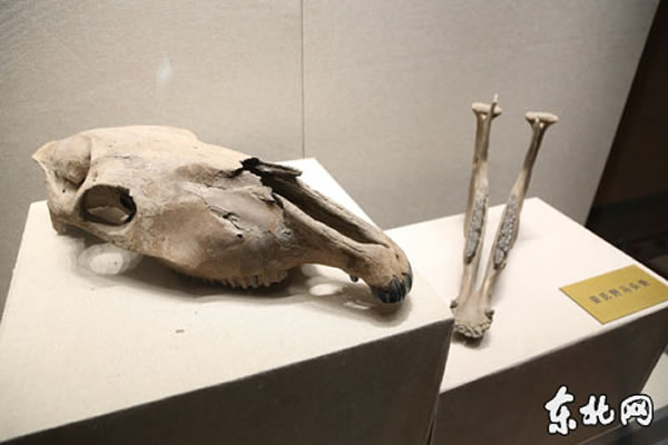 ��Ұ��������������Ұ��ͷ����չ���ں�����ʡ����ݾ���