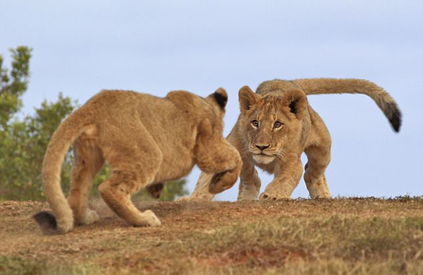 �Ϸ�Kariega���������ԭ����ֻСʨ��