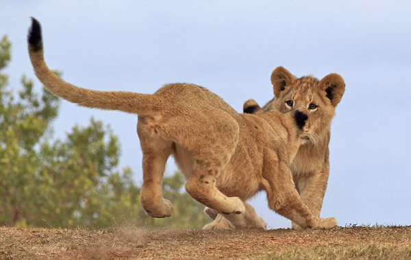 �Ϸ�Kariega���������ԭ����ֻСʨ��