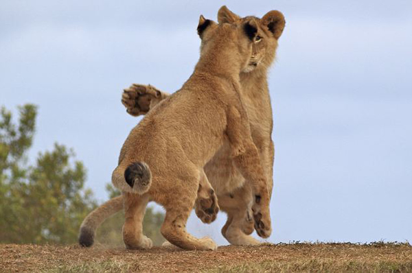 �Ϸ�Kariega���������ԭ����ֻСʨ��