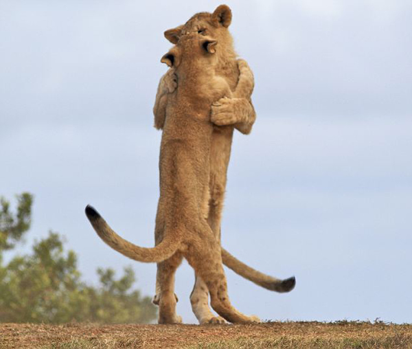 �Ϸ�Kariega���������ԭ����ֻСʨ��