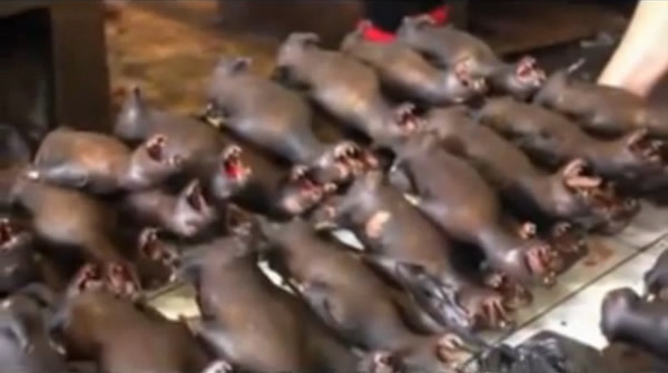 印尼北苏拉威西传统市场的火烤动物