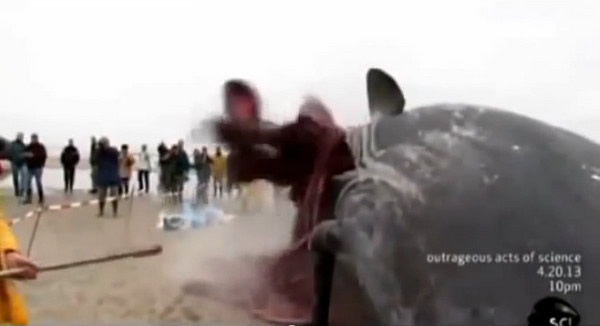 一条鲸鱼在荷兰海岸搁浅死亡 被肢解时内脏猛烈喷发