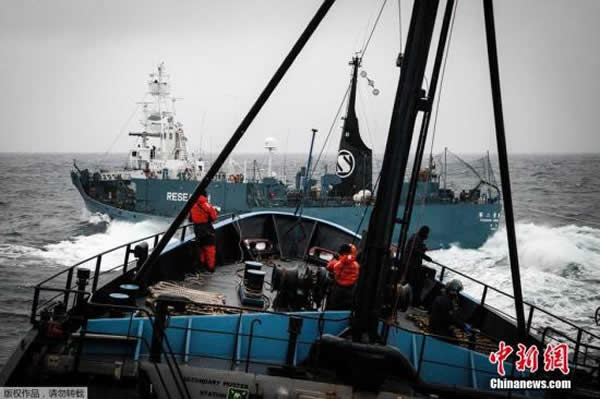 ͼʱ22գϴձڶ衱Yushin MaruͼԷʷٷŷġSteve IrwinŽ롣ͼΪ