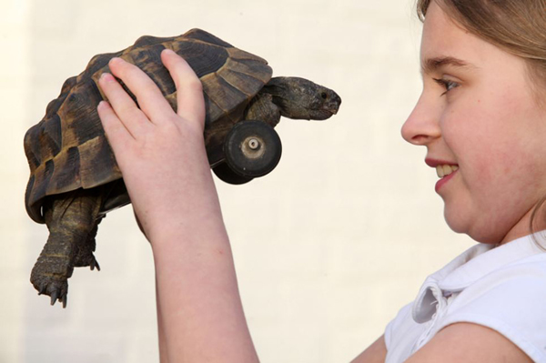 Ӣ��һֻС�ڹ�ǰ֫�������ʳװ���ִ���