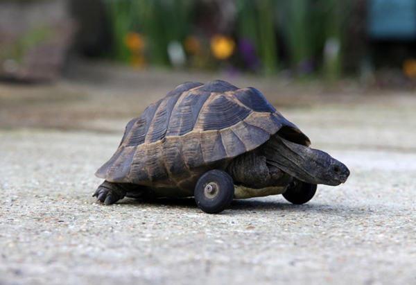 Ӣ��һֻС�ڹ�ǰ֫�������ʳװ���ִ���