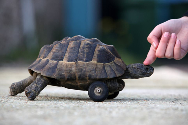 Ӣ��һֻС�ڹ�ǰ֫�������ʳװ���ִ���