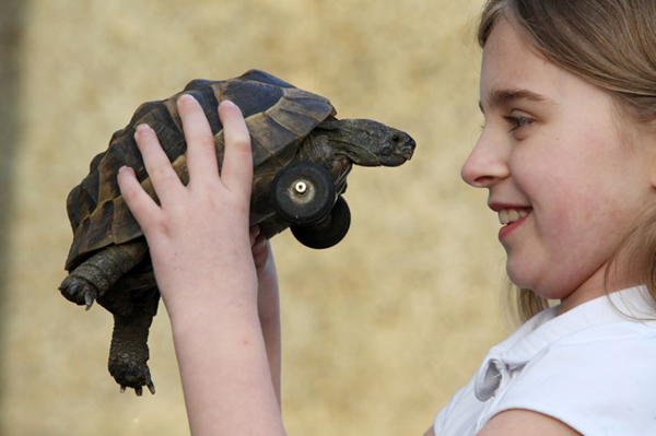 Ӣ��һֻС�ڹ�ǰ֫�������ʳװ���ִ���