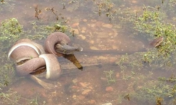 澳大利亚昆士兰州3米长蟒蛇猎杀鳄鱼