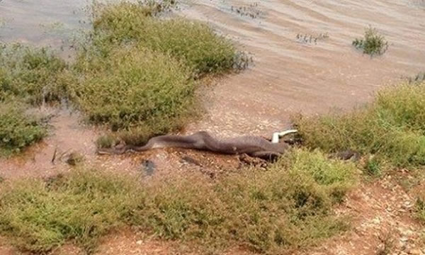 澳大利亚昆士兰州3米长蟒蛇猎杀鳄鱼