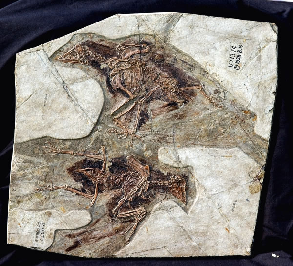 孔子鸟化石(距今1.25亿~1.11亿年)