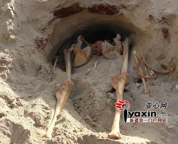 距今4600年新疆昆岗古墓中一具2.3米长的古代巨人遗骸