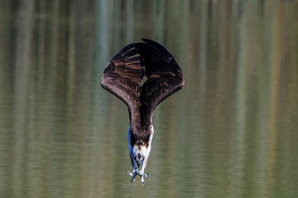 鱼鹰高速俯冲捕捉水中鱼