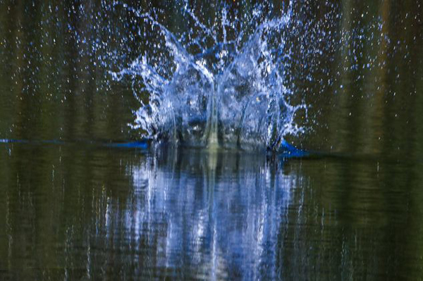 鱼鹰高速俯冲捕捉水中鱼