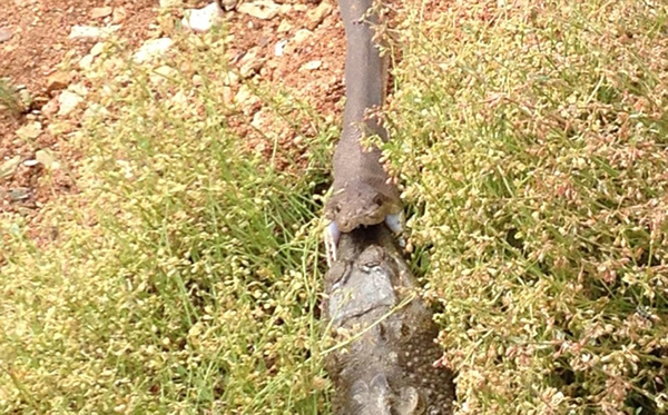 ���޾�����ɱ��ˮ����