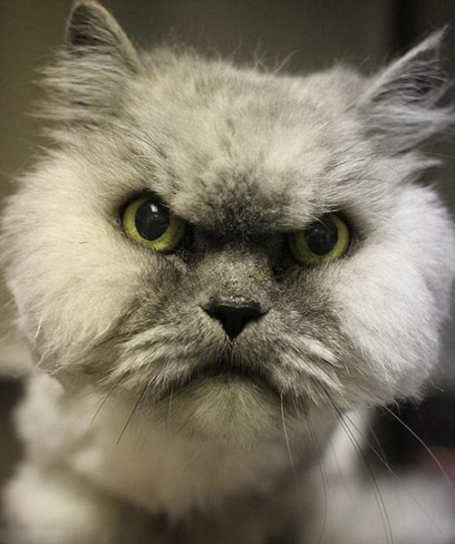 美国“愤怒的小猫”求收养引来大批粉丝