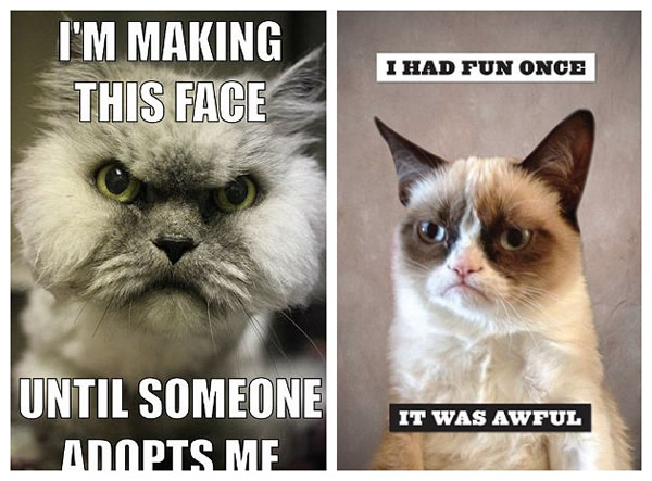 美国“愤怒的小猫”求收养引来大批粉丝