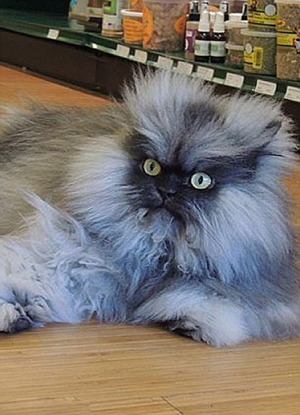 美国“愤怒的小猫”求收养引来大批粉丝