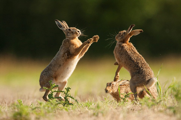 Ұ�������ǡ���ͳ���Ļ��Ʒ�ʽ��ż