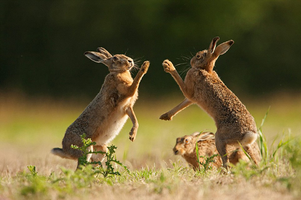 Ұ�������ǡ���ͳ���Ļ��Ʒ�ʽ��ż