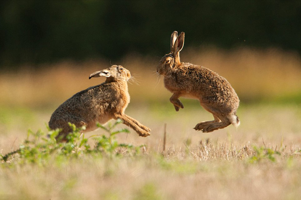 Ұ�������ǡ���ͳ���Ļ��Ʒ�ʽ��ż