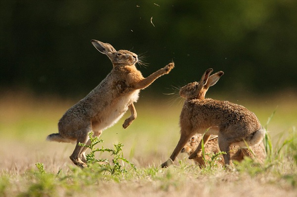 Ұ�������ǡ���ͳ���Ļ��Ʒ�ʽ��ż