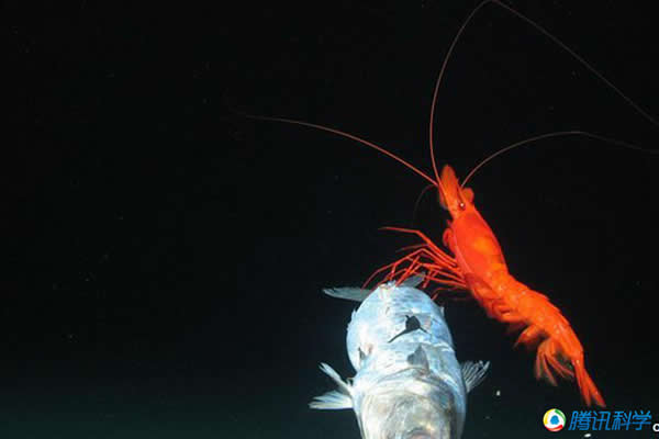 ͼ�����о���Ա����Ǳˮ���ϵ��ն��������Ϻ�ĵ���