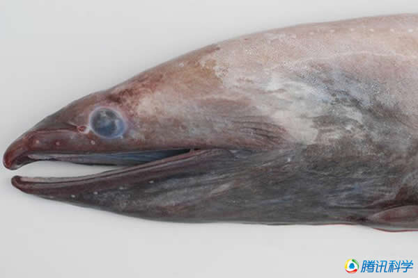 7000�����̫ƽ���ºղ���׺�������ĺ�������