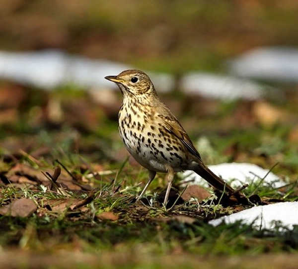 ձģԭģȻ幫԰ϡࡰŷ𴡱