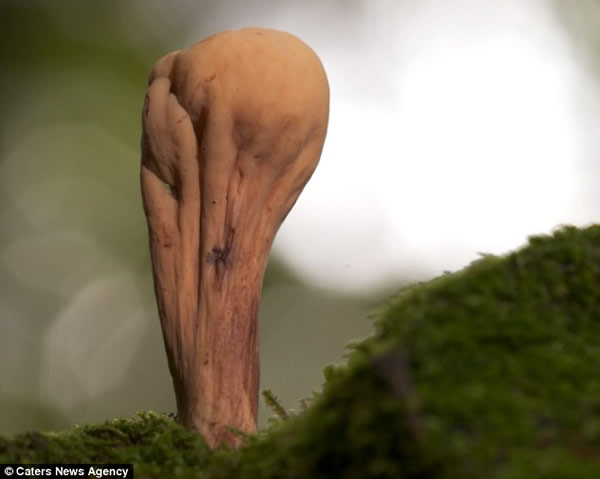 意大利发现一个形状与足球“世界杯”奖杯雷同的蘑菇