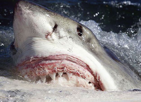 大白鲨横渡大西洋