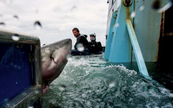 大白鲨横渡大西洋