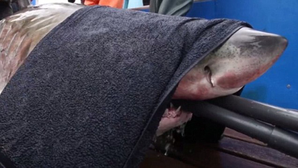 大白鲨横渡大西洋