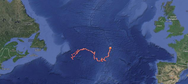 大白鲨横渡大西洋