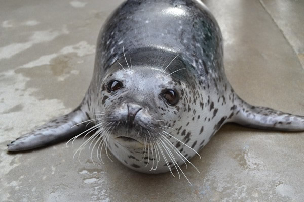 ���о���ʾ�ߺ����м��õ�����