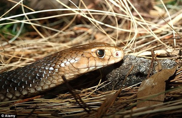 54岁的萨默维尔在自家花园里被世界第二大毒蛇东部拟眼镜蛇咬了手指