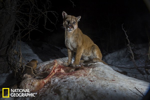 ����ʨѩ����̰����ʳ